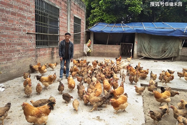 雷金荣贵妃鸡养殖场_致富经贵妃鸡_致富经贵州雷金荣贵妃鸡