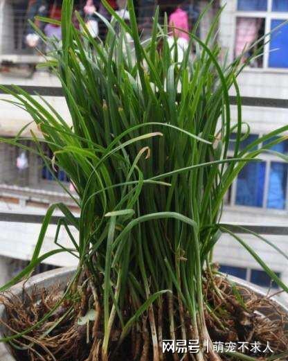 阳台种植蔬菜方法_阳台韮菜种植技术_阳台种菜步骤图片