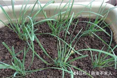 阳台种菜步骤图片_阳台韮菜种植技术_阳台种植蔬菜方法