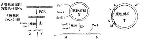 华南黑豚鼠养殖技术_养殖黑华南豚鼠技术指标_黑豚鼠养殖基地