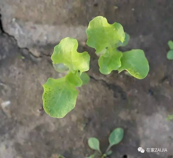 阳台种菜步骤图片_阳台种菜小技巧_阳台韮菜种植技术