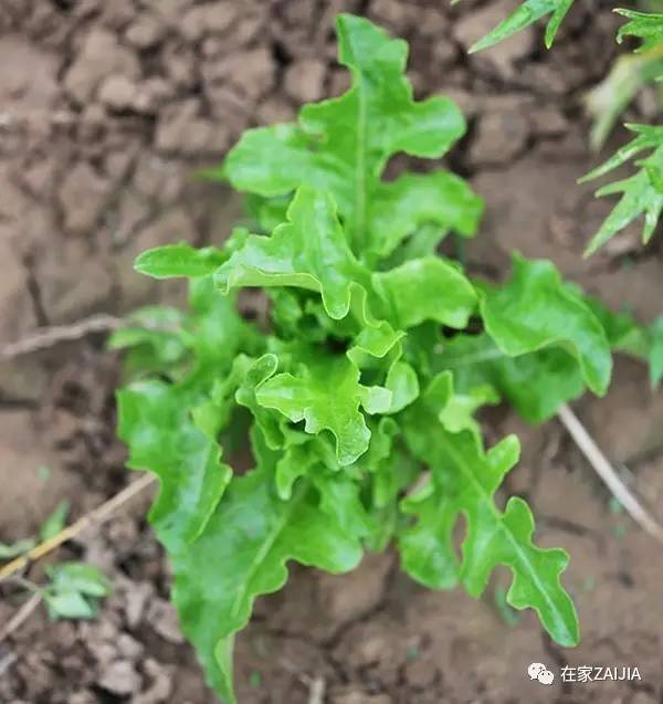 阳台种菜小技巧_阳台韮菜种植技术_阳台种菜步骤图片