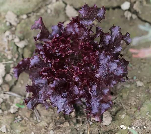 阳台韮菜种植技术_阳台种菜步骤图片_阳台种菜小技巧