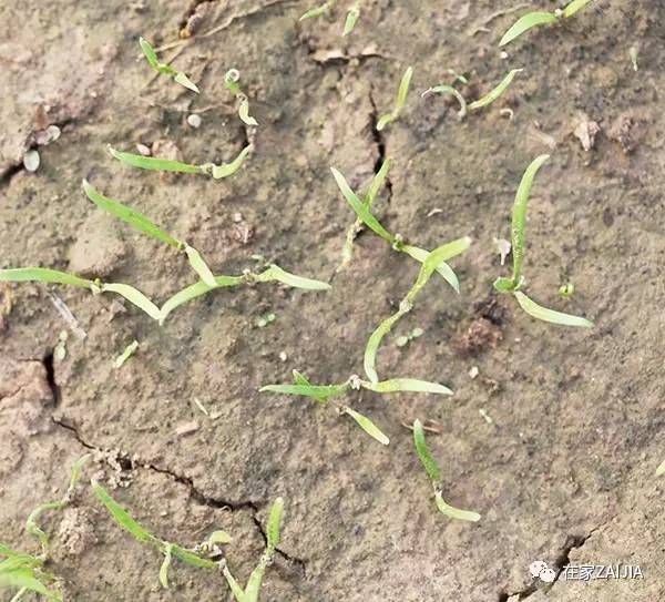 阳台种菜步骤图片_阳台种菜小技巧_阳台韮菜种植技术