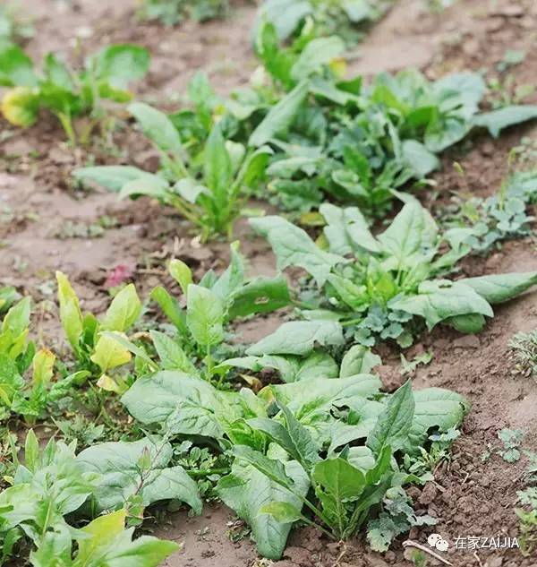 阳台种菜小技巧_阳台韮菜种植技术_阳台种菜步骤图片