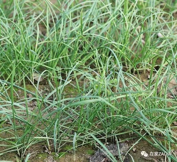 阳台韮菜种植技术_阳台种菜步骤图片_阳台种菜小技巧