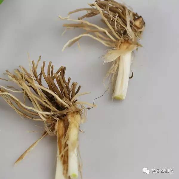 阳台种菜小技巧_阳台种菜步骤图片_阳台韮菜种植技术