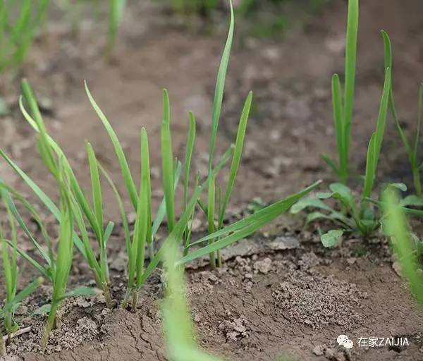 阳台种菜步骤图片_阳台韮菜种植技术_阳台种菜小技巧