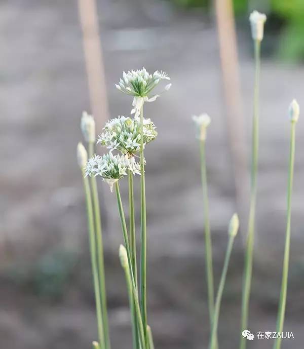 阳台韮菜种植技术_阳台种菜小技巧_阳台种菜步骤图片