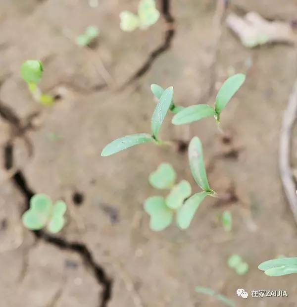 阳台种菜小技巧_阳台韮菜种植技术_阳台种菜步骤图片