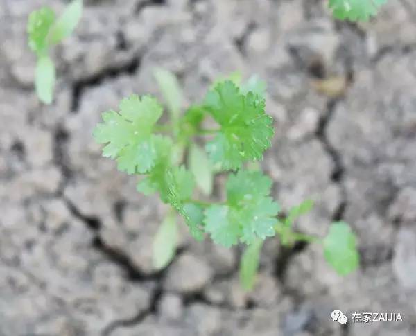 阳台韮菜种植技术_阳台种菜小技巧_阳台种菜步骤图片