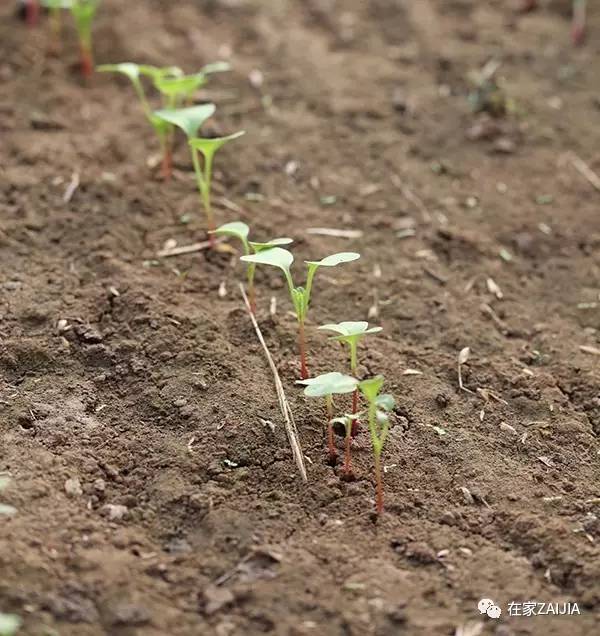 阳台种菜小技巧_阳台韮菜种植技术_阳台种菜步骤图片