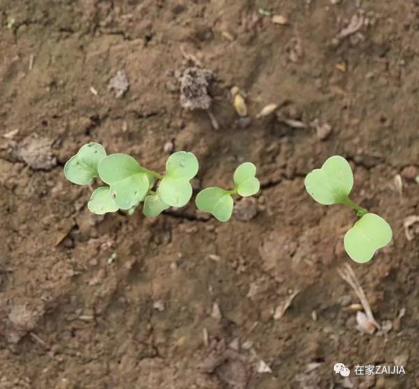 阳台韮菜种植技术_阳台种菜步骤图片_阳台种菜小技巧