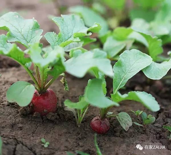 阳台种菜小技巧_阳台种菜步骤图片_阳台韮菜种植技术