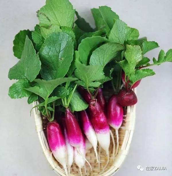 阳台种菜步骤图片_阳台韮菜种植技术_阳台种菜小技巧