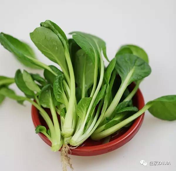 阳台种菜小技巧_阳台韮菜种植技术_阳台种菜步骤图片