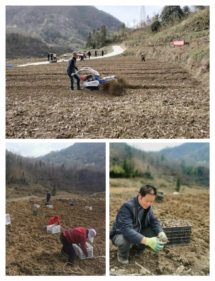 种植魔芋致富视频_致富经林下种植魔芋视频_视频致富种植魔芋是真的吗