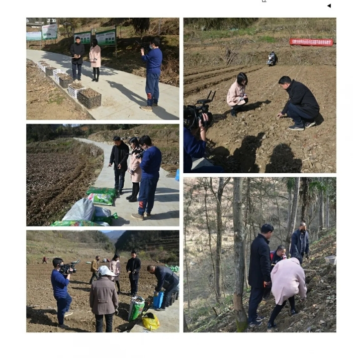 致富经林下种植魔芋视频_种植魔芋致富视频_视频致富种植魔芋是真的吗