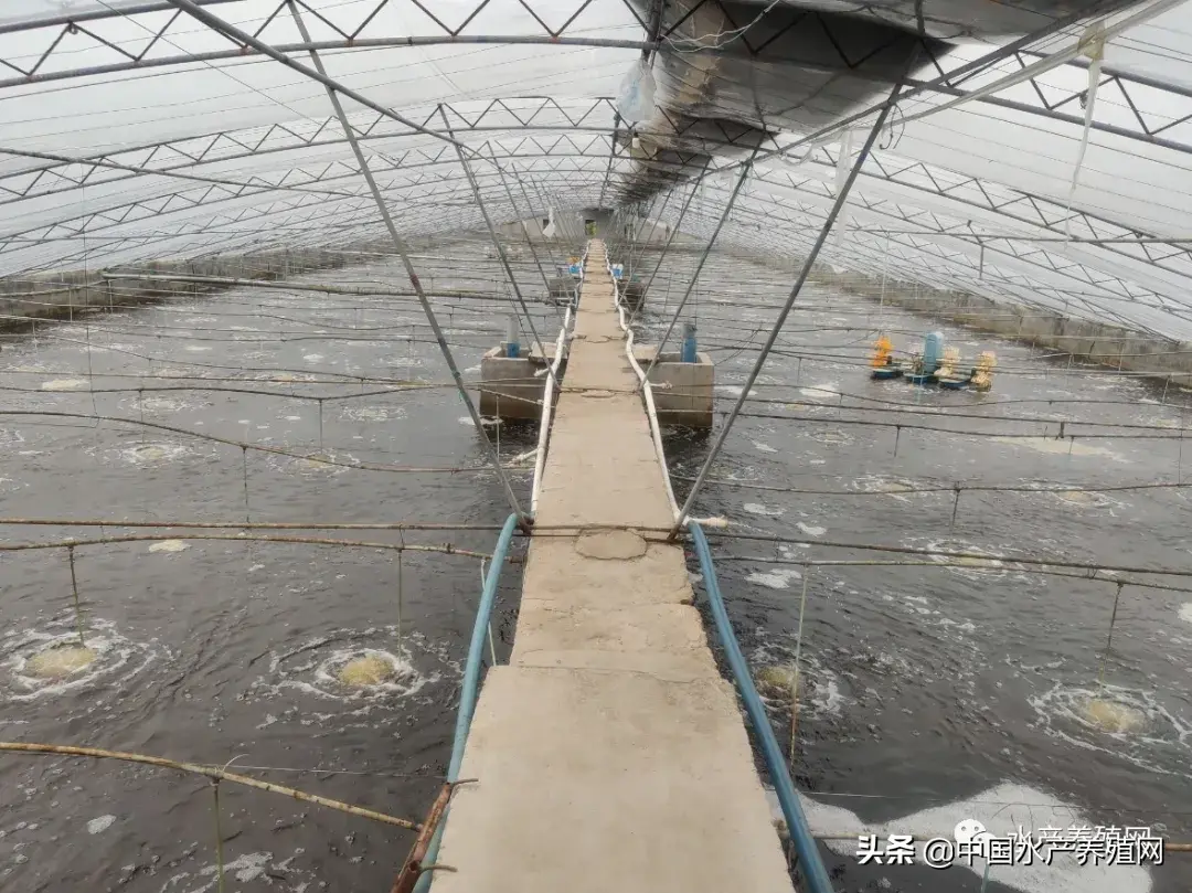 海滨养殖水产大棚技术规程_海滨养殖水产大棚技术要求_海滨大棚水产养殖技术