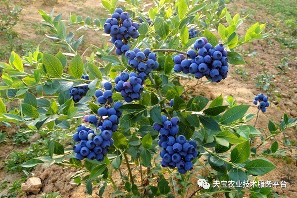 致富经蓝莓饮料_蓝莓饮料厂_致富经蓝莓种植