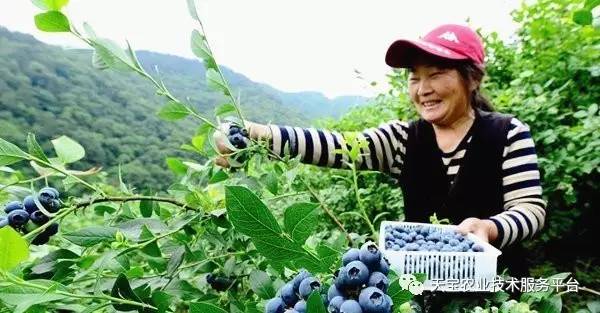 致富经蓝莓饮料_致富经蓝莓种植_蓝莓饮料厂