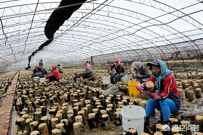 平菇菌种植技术_平菇菌种种植技术_平菌菇栽培种种视频