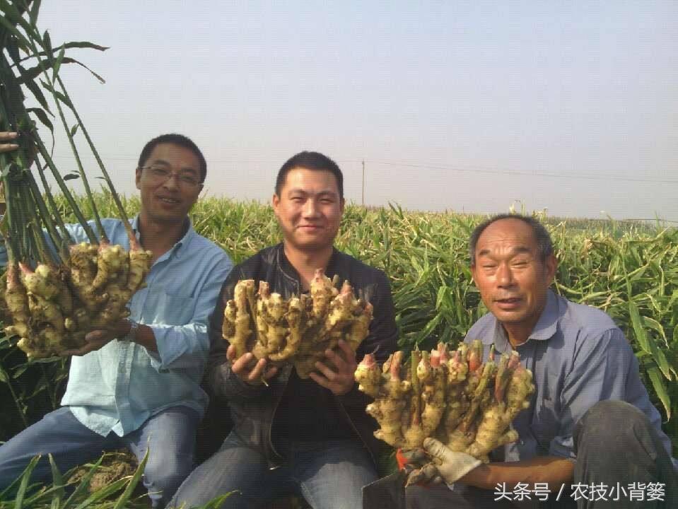 优质经验作用是什么_优质经验作用不包括_优质经验作用