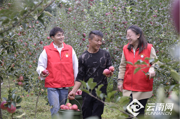 致富种植苹果报道怎么写_种植苹果致富的人_种植苹果致富报道