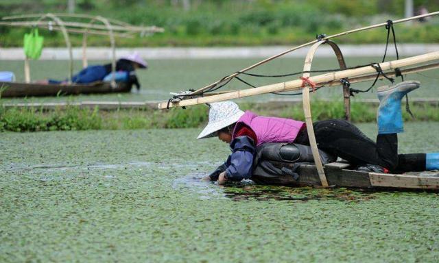 种植芡实市场前景好吗_芡实种植致富_致富种植芡实怎么样