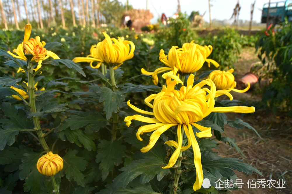 种植菊花致富项目_菊花种植成本多少一亩_致富经菊花种植视频