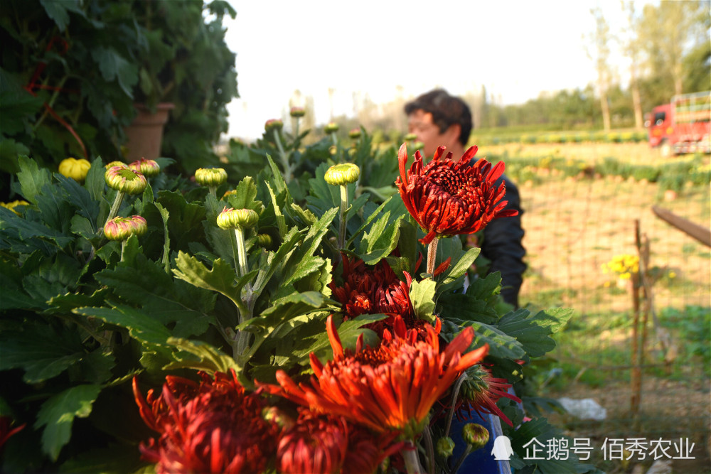 菊花种植成本多少一亩_致富经菊花种植视频_种植菊花致富项目