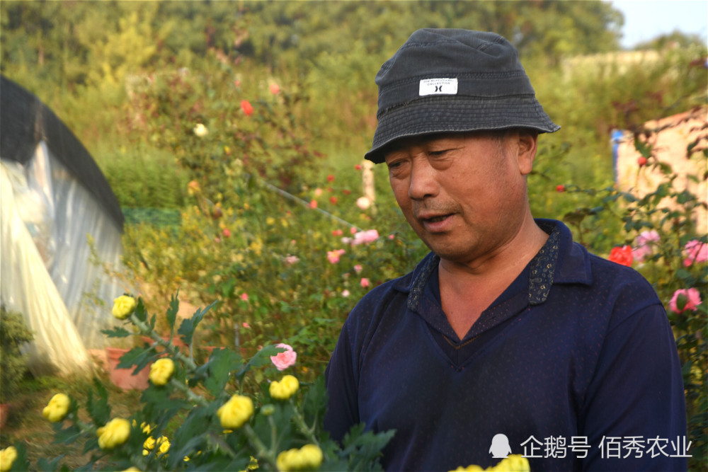 致富经菊花种植视频_菊花种植成本多少一亩_种植菊花致富项目