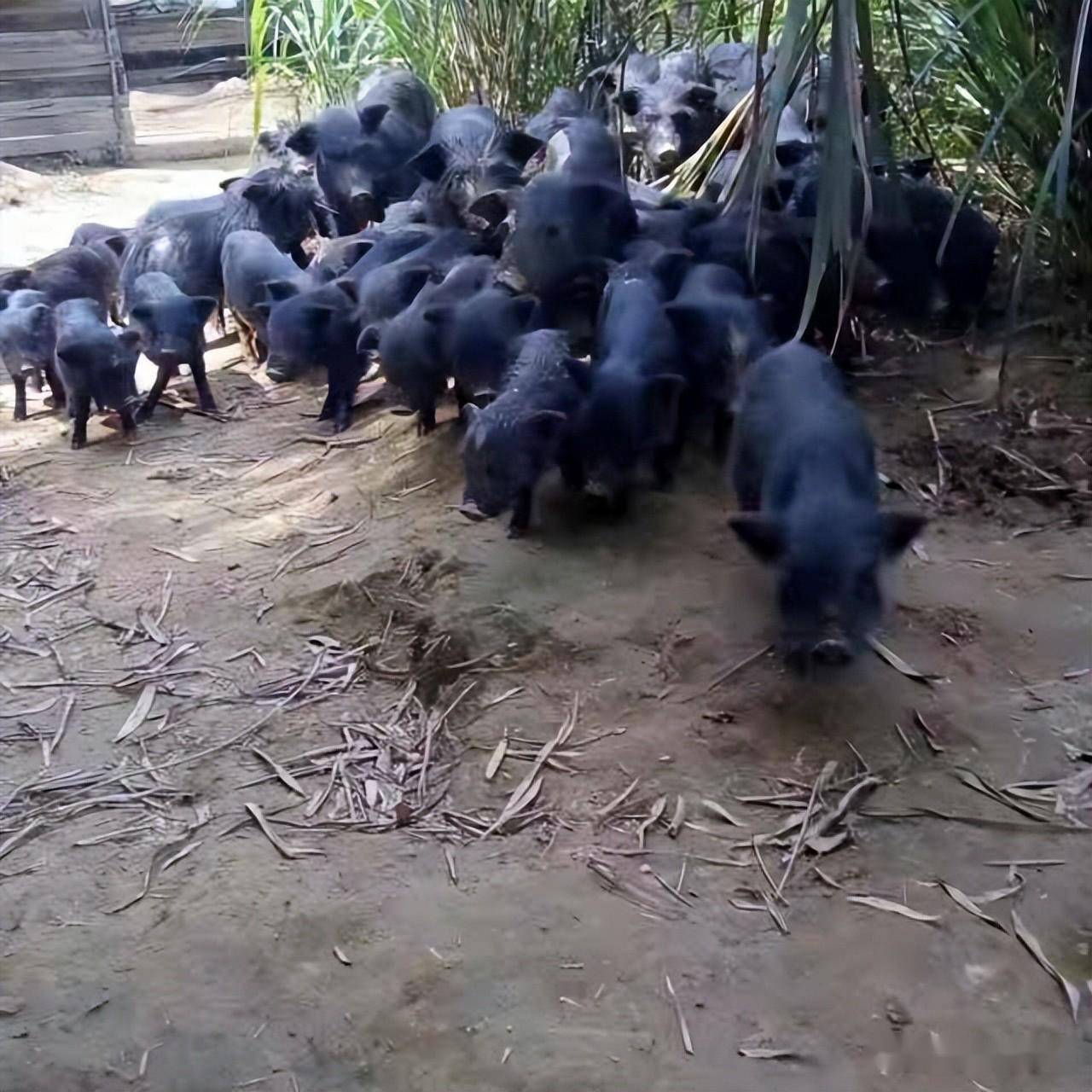 致富经野香猪养殖视频_野香猪养殖技术视频_野香猪养殖视频大全