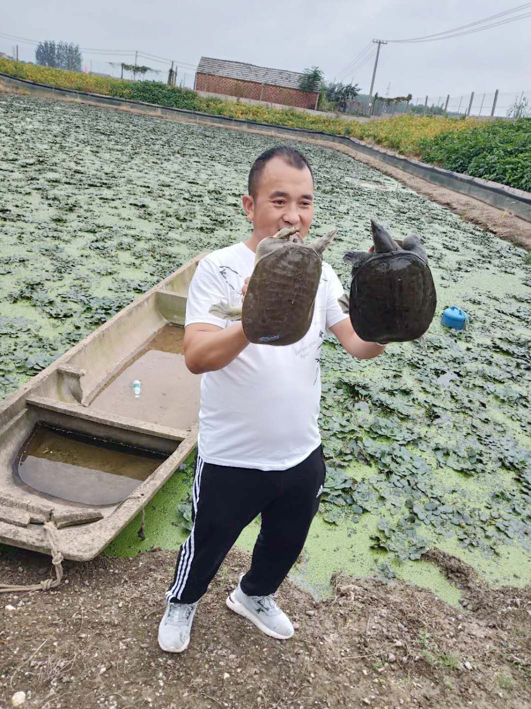 甲鱼致富经_致富经甲鱼养殖视频_甲鱼养殖致富之路