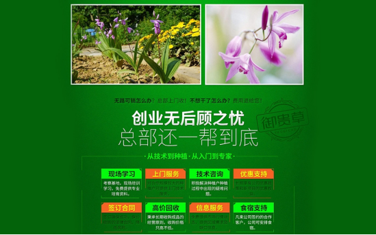 御贵草白芨种植以技术领先全国范围内广招种植者