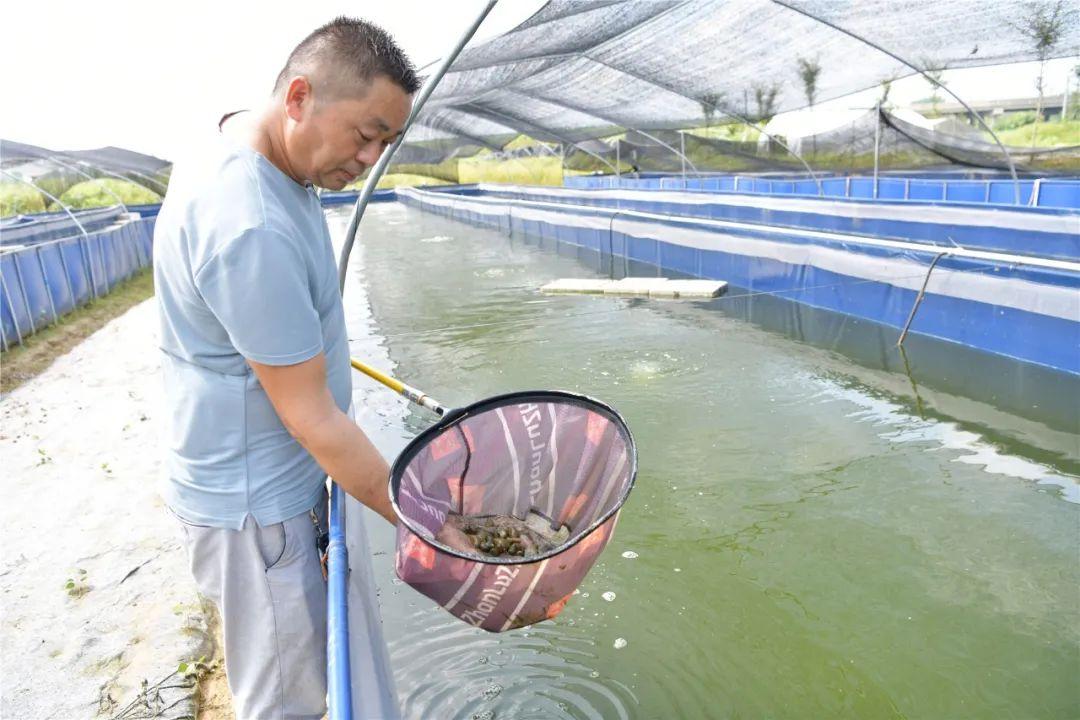 水蛭养殖致富经栏目视频_2020年致富经水蛭养殖_2021年养殖水蛭行情