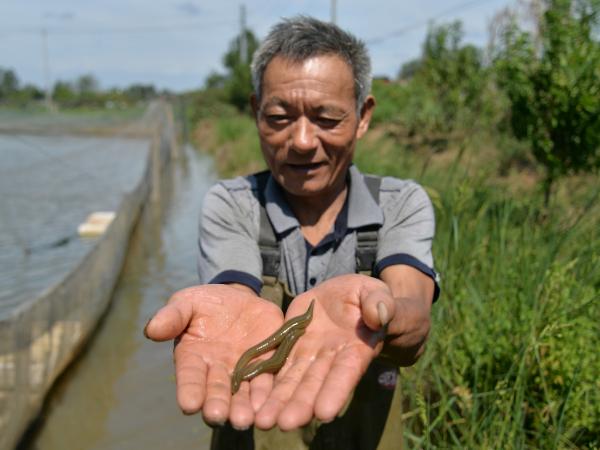 水蛭养殖致富经栏目视频_2020年致富经水蛭养殖_2021年养殖水蛭行情