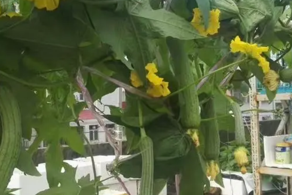 吊瓜栽培技术视频_视频种植技术吊瓜怎么做_吊瓜种植技术视频