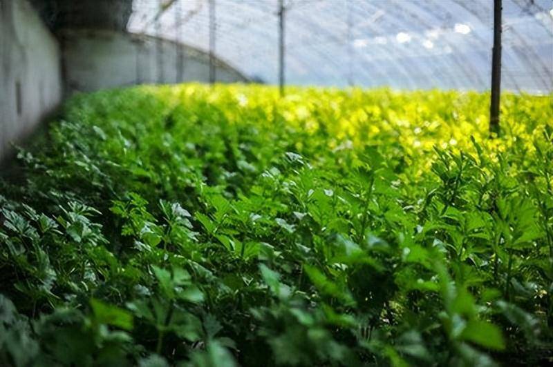 冬季芹菜大棚种植技术视频_冬季大棚芹菜几月份育苗_春季大棚芹菜种植技术