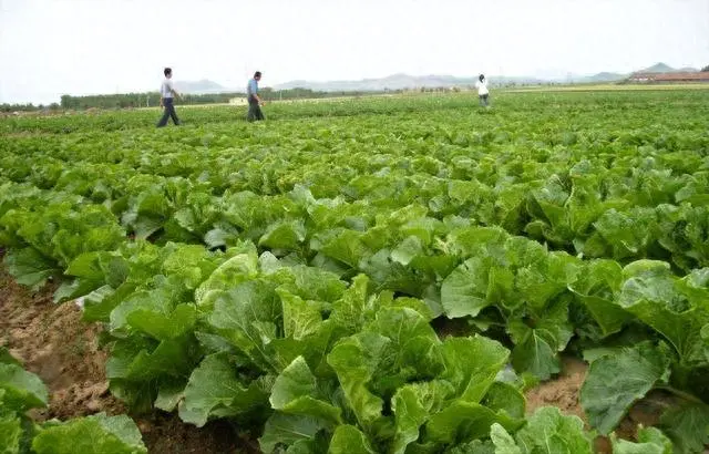 种植大白菜技术_白菜种植技术大全图解_白菜种植技术大全图片