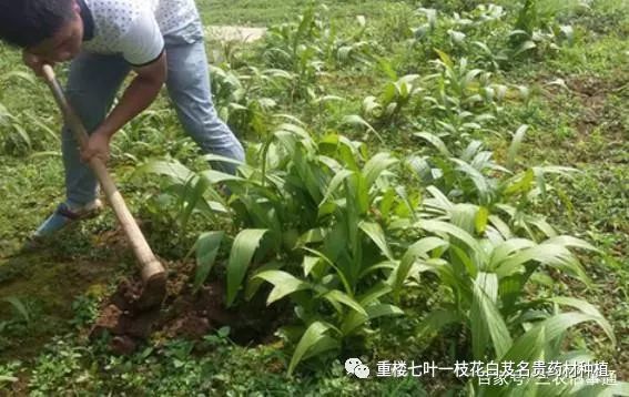 白及的种植方法_白及种子育苗方法_白及种植技术视频