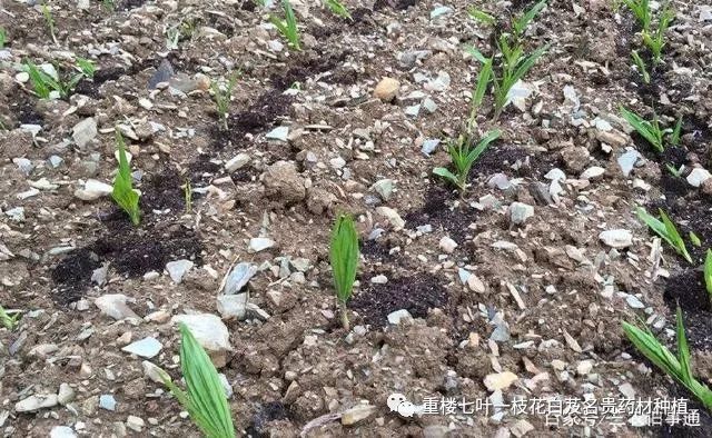 白及种植技术视频_白及种子育苗方法_白及的种植方法