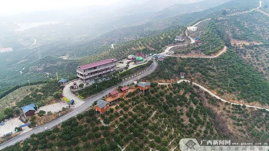 西红柿致富路_致富经西红柿种植技术_西红柿种植致富法宝