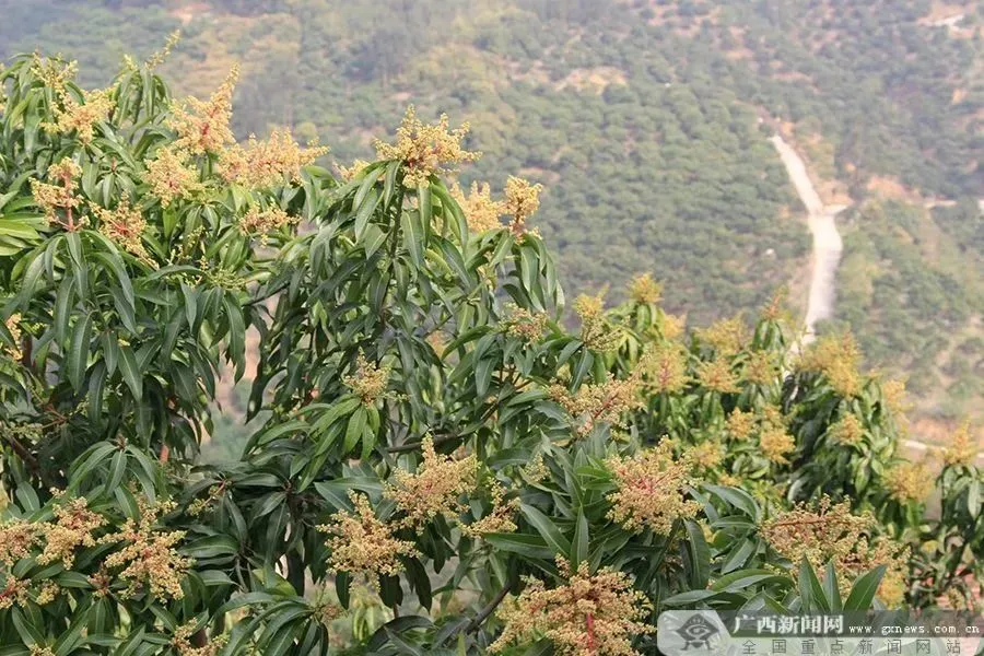 西红柿种植致富法宝_西红柿致富路_致富经西红柿种植技术