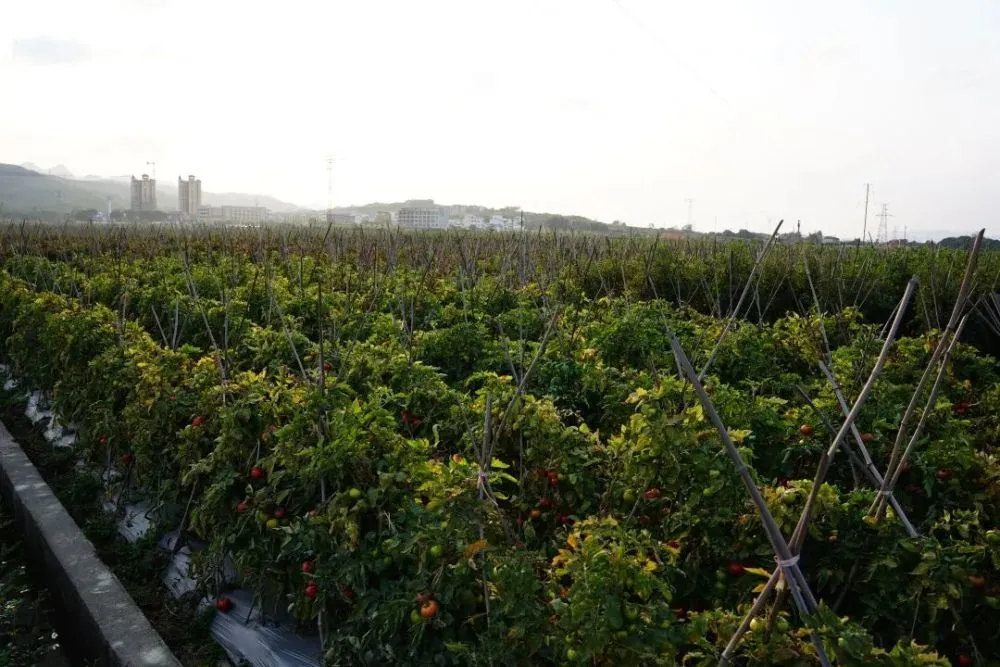 西红柿致富路_西红柿种植致富法宝_致富经西红柿种植技术