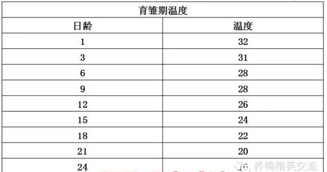 白鸭养殖视频_大白鸭养殖基地_北京大白鸭养殖技术