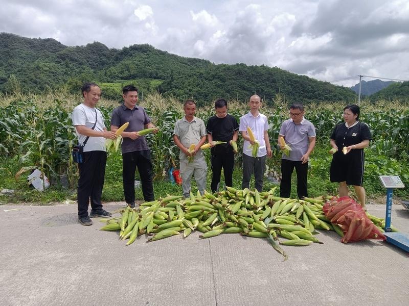 江口种植致富果_致富创业网搞种植水果_种植果树致富