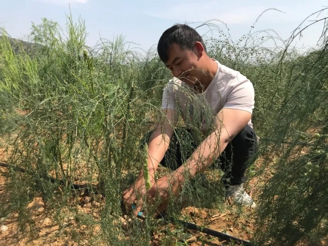 致富经吃芦笋长大的羊_致富经吃芦笋长大的羊_致富经吃芦笋长大的羊