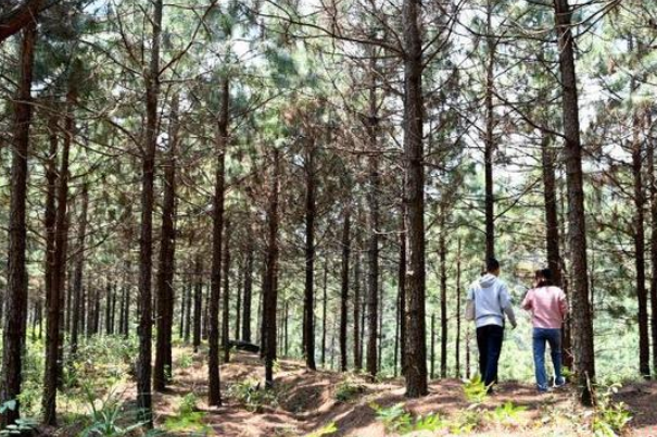 福建种植致富_福建适合种植哪些中草药_福建种什么好