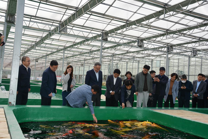 新春走基层|大学生回乡养锦鲤，带头蹚出致富路